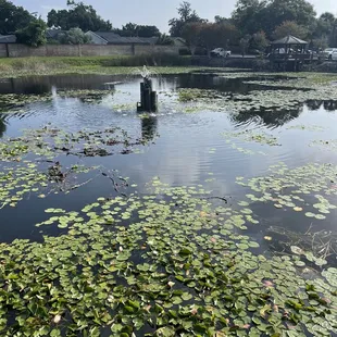 Pond in the middle of the Office park