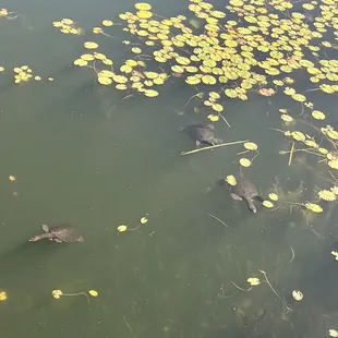 Cute turtles hanging around the patio while you eat