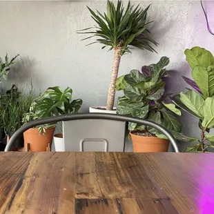 Plant babies