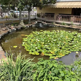Pond at The Creek. Nice lily pads and some giant koi.