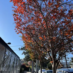 a tree with red leaves