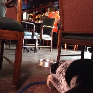 Dog friendly indoors, which is so rare in NOLA!