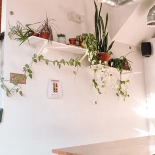 a table with plants on it