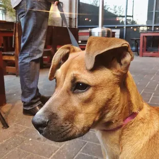 Puppy friendly patio!