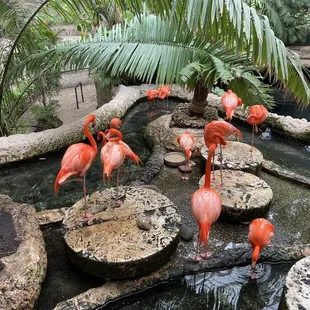 Flamingoes