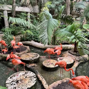 Flamingos!