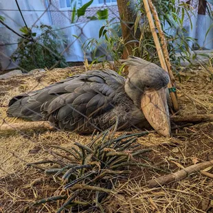 Shoebill stork