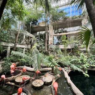 Flamingos