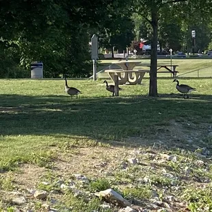 outside, ramen and noodles