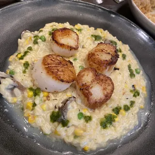 Scallops