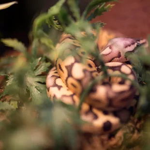 Photo By: Nikolai Gonzales