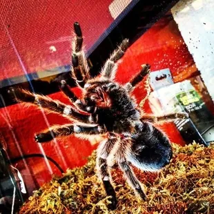 Photo By: Check-It "Patti" from the Breaking Bad TV Series.