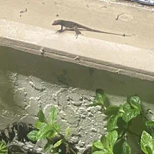 Lizard outside wall of the restaurant