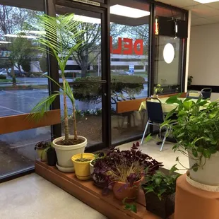 We grow trees inside!