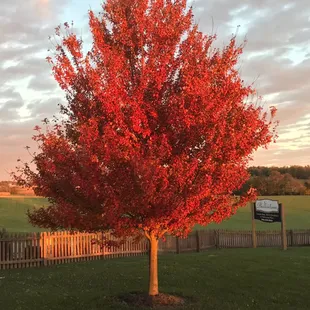 Beautiful views like this red maple in the front yard of the B&amp;B