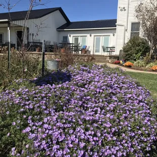Beautiful fall asters