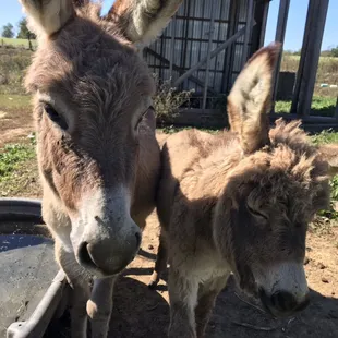 Heather &amp; Hazel, our miniature donkeys, always enjoy a rub between the ears