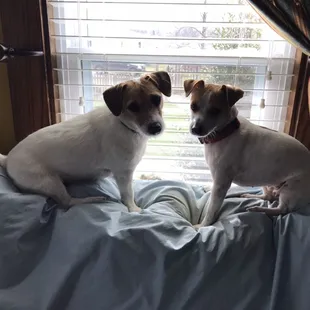 Chloe &amp; Callie our family dogs