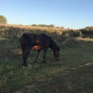 Annie grazing on a beautiful country day.