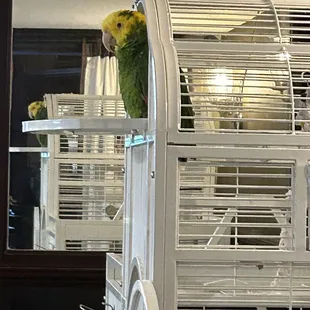 Parrot in lounge