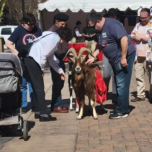Yup.  Even goats are part of the entertainment