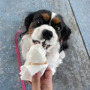Doggie cone
