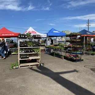 Plant sale success!