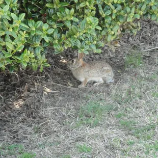 Hi Bunny!