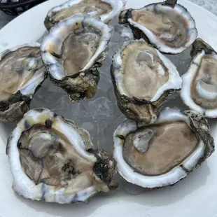 Oysters on the half shell appetizer