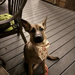 Patio area where dogs are allowed
