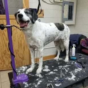 Holistic Grooming with Made in the USA products.