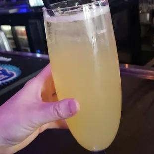 Large mimosa...adult hand for reference.