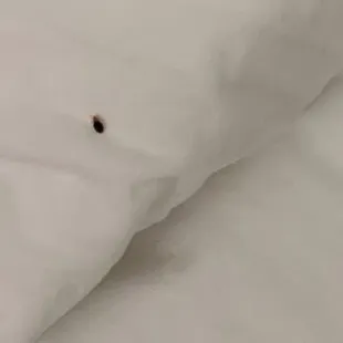 Bug in the bed...not sure what kind.