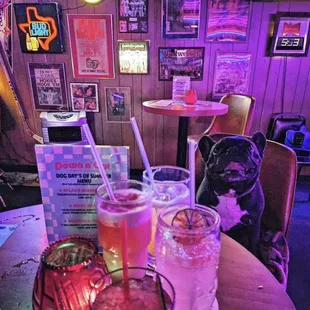 Dog friendly!!! Drinks not allowed though ha