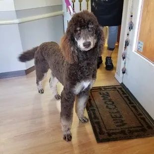 Abigail is a 9 month old Standard Poodle. She looks great. Thank you,