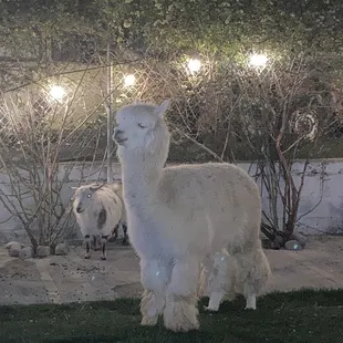 Alpaca