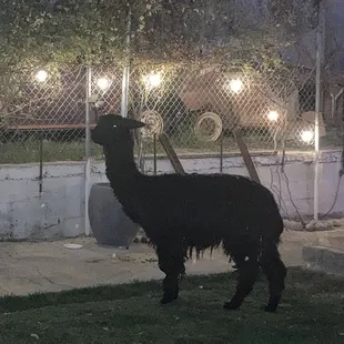 Alpaca