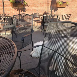 Female Labradoodle named Ava kept us company while we dined outside