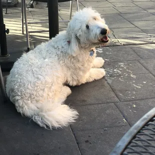 Female Labradoodle named Lacy kept us company on the patio while we dined