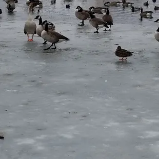 1/7/2019 The Ducks on Ice