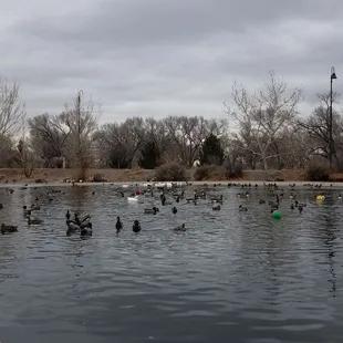 1/7/2019 The Ducks