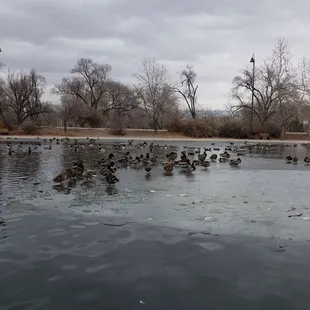1/7/2019 The Ducks
