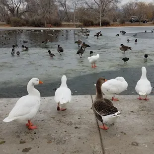 1/7/2019 The waddling ducks
