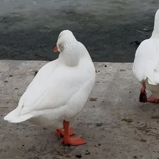1/7/2019 The Ducks