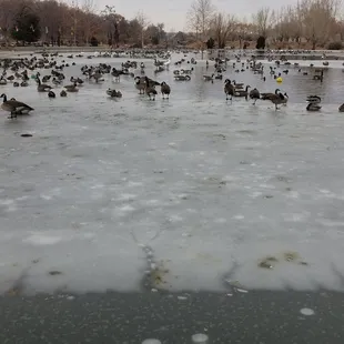 1/7/2019 The Ducks on Ice