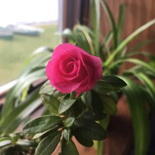 Heidi S.