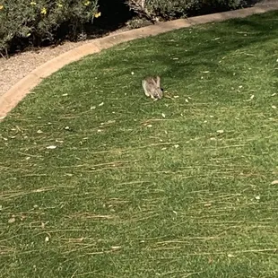 Tiny bunny off of the patio