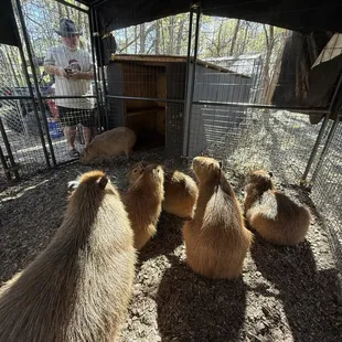Capybaras
