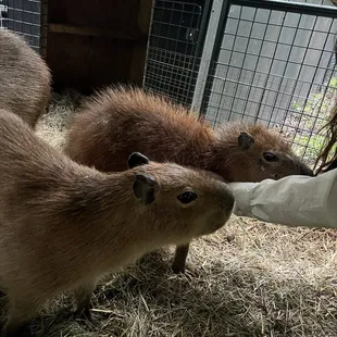 Capybara