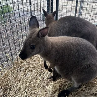 wallaby